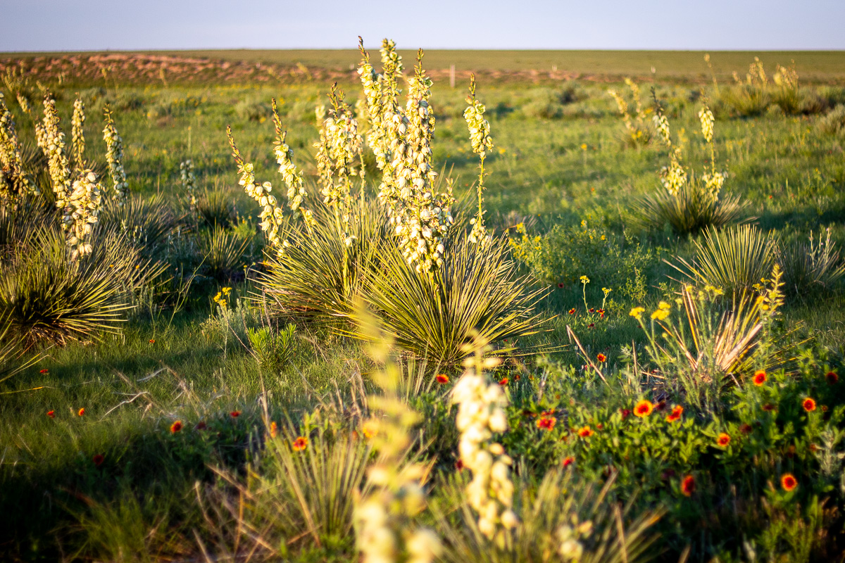 Yucca Plant